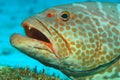 Grouper