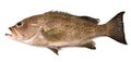 Grouper Royalty Free Stock Photo