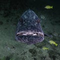 Grouper Being Cleaned Royalty Free Stock Photo