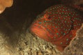 Grouper (Cephalopholis miniata) Royalty Free Stock Photo