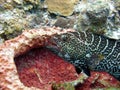 Grouper at a cleaning station