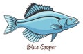 Grouper, Color Illustration Royalty Free Stock Photo