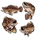 Set of grouper fish Royalty Free Stock Photo
