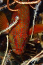 Grouper fish Royalty Free Stock Photo