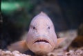 Grouper fish Royalty Free Stock Photo