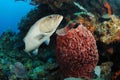 Grouper fish and barrel sponge Royalty Free Stock Photo