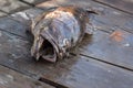 Grouper fish on the boat Royalty Free Stock Photo