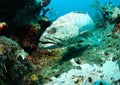 Grouper fish in coral reef Royalty Free Stock Photo