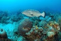 Grouper fish and coral reef