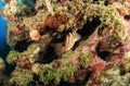 Grouper fish in coral reef Royalty Free Stock Photo