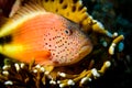 Grouper fish in coral reef Royalty Free Stock Photo