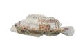 Grouper fish double exposure boat isolated on white background. Royalty Free Stock Photo