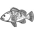 Grouper Fish Illustration