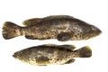 Grouper fish isolate on white background.