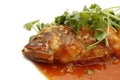 Grouper fish with tomato sauce Royalty Free Stock Photo