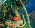 Grouper and glassfish around underwater wreckage