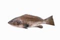 Grouper or Grouper fish, Mediterranean fish Cernia or Hammour isolated on white background Royalty Free Stock Photo