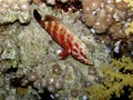 Grouper Red Sea Night Dive Royalty Free Stock Photo