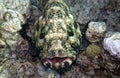 Grouper What Nice Teeth You Have