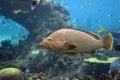 Grouperfish Royalty Free Stock Photo
