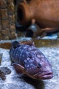 Groupers are fish of any of a number of genera in the subfamily Epinephelinae of the family Serranidae, in the order Perciformes