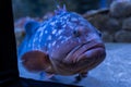 Groupers are fish of any of a number of genera in the subfamily Epinephelinae of the family Serranidae, in the order Perciformes Royalty Free Stock Photo