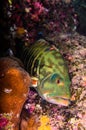 Groupers from the sea of cortez Royalty Free Stock Photo