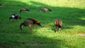 Groupflock of Egyptian gooses walking and eating on the grass.