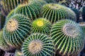 Grouping of Barrel Cactus Close-up