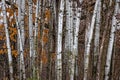 Grouping of Birch Trees Royalty Free Stock Photo