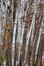 Grouping of Birch Trees Royalty Free Stock Photo