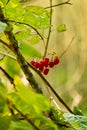 Grouping of bright red nightshade berries on vine