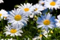 Grouping of Daisies in Abstact