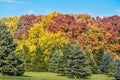 Evergreen Trees in front of Fall Colored Trees