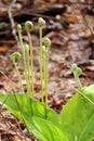 Grouping of fiddlehead ferns out in a woodsy landscape Royalty Free Stock Photo