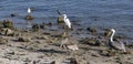 Grouping of Florida Seabirds on a Rocky Shore Royalty Free Stock Photo