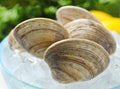 Fresh Clams Royalty Free Stock Photo