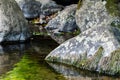 Grouping of gray stones in pool with moss growing on them