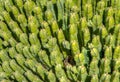 Grouping of Green Upright Cactuses