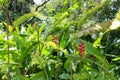 Grouping of Hawaiian Flora Haleconia Flower Plant in Tropical North Shore Oahu, Hawaii Royalty Free Stock Photo