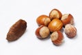Grouping of Hazelnuts and One Brazil nut Royalty Free Stock Photo