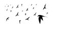 Grouping of Lesser Terns Silhouette