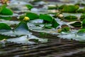 grouping of lilypads and yellow blooms on dark lake