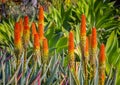 Grouping of Medicinal Orange Aloe Ferox Succulent Royalty Free Stock Photo