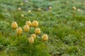 grouping of pasque flower seeheads in meadow with fog Royalty Free Stock Photo