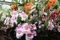 Pink, White, Orange and Yellow Mitonopsis Orchid Flowers and Orange Cattleya Orchid Flowers Royalty Free Stock Photo
