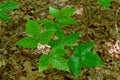 Grouping of poison ivy Royalty Free Stock Photo