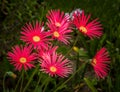 Grouping of Red African Daisies