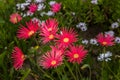 Grouping of Red African Daisies Royalty Free Stock Photo
