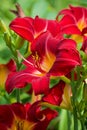 Grouping of red daylilies in Michigan garden Royalty Free Stock Photo